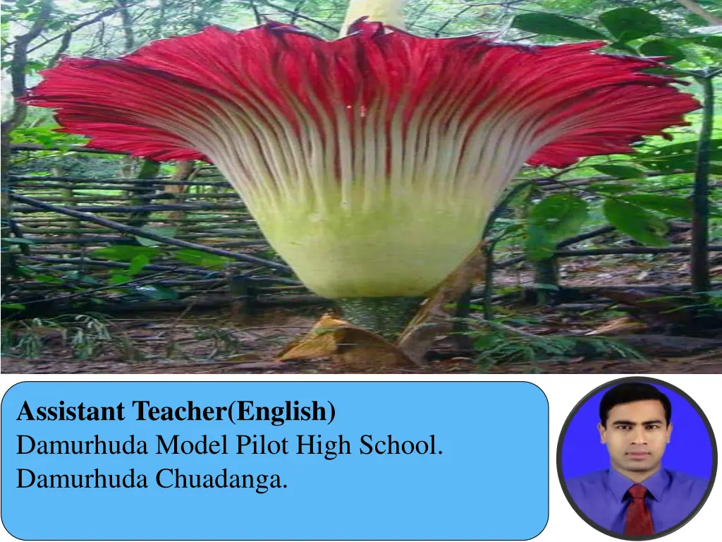 assistant teacher english damurhuda model pilot
