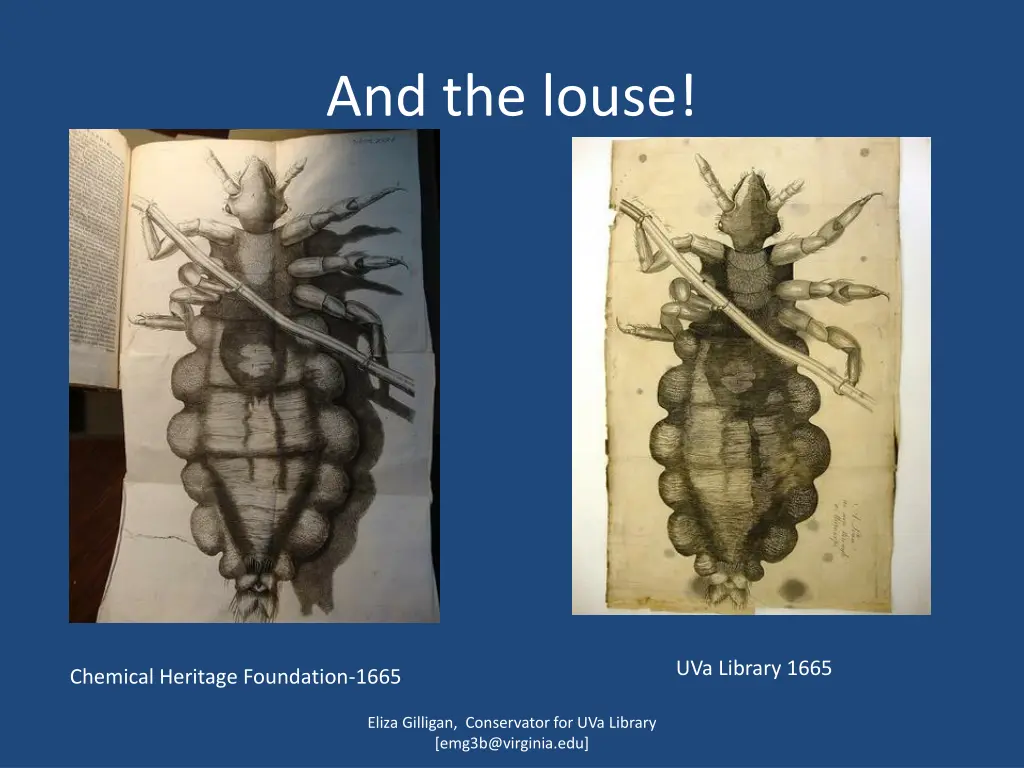 and the louse