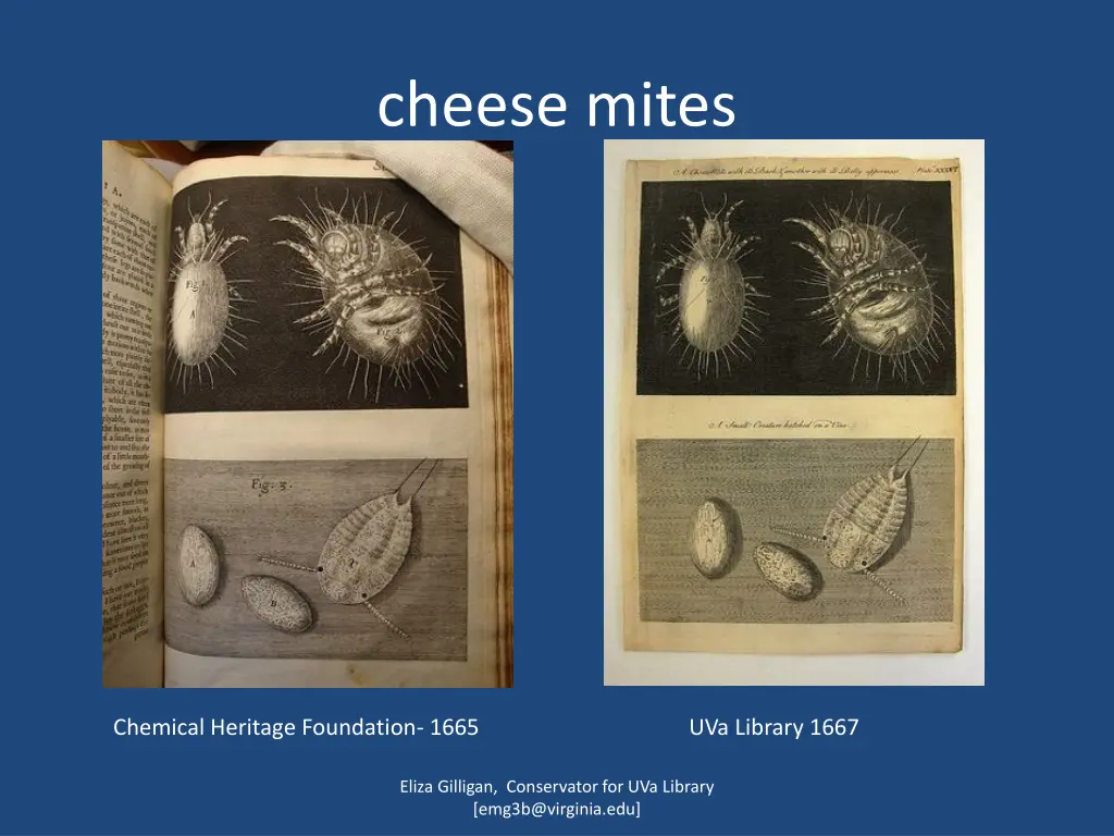 cheese mites