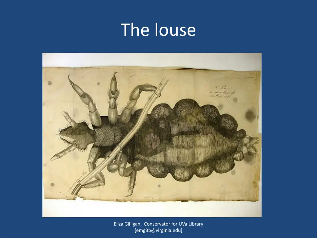 the louse