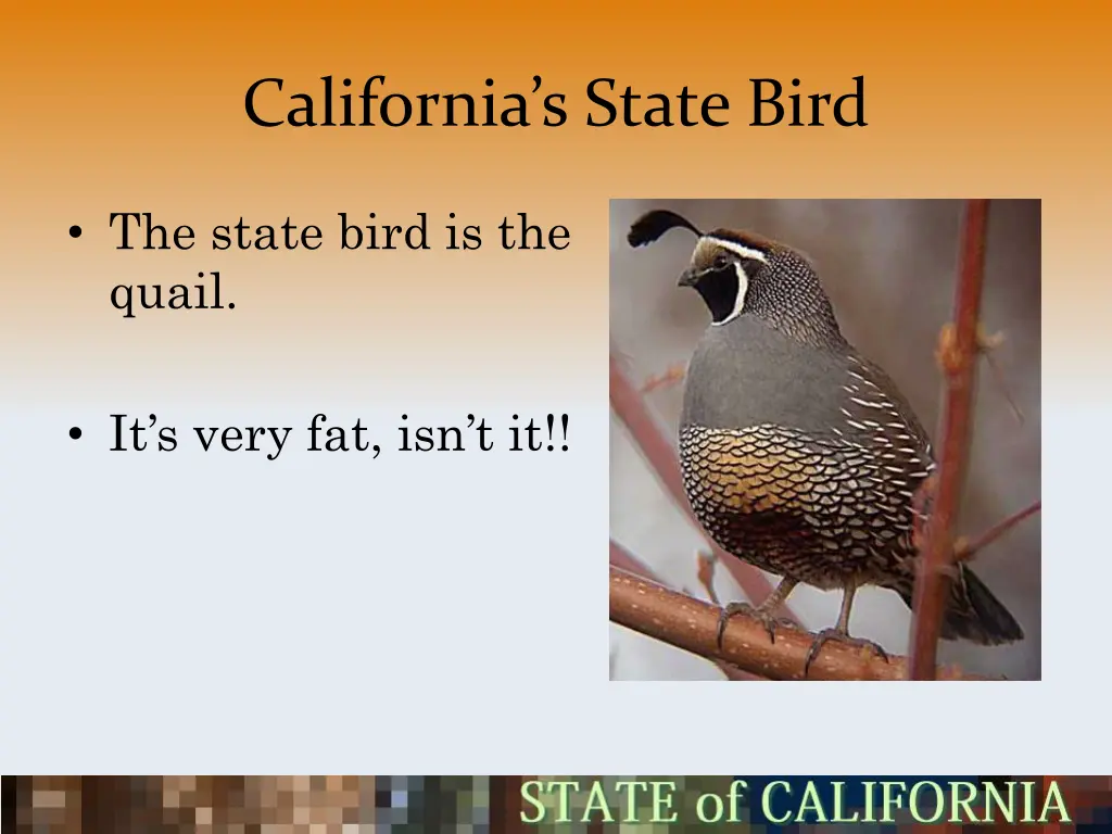 california s state bird