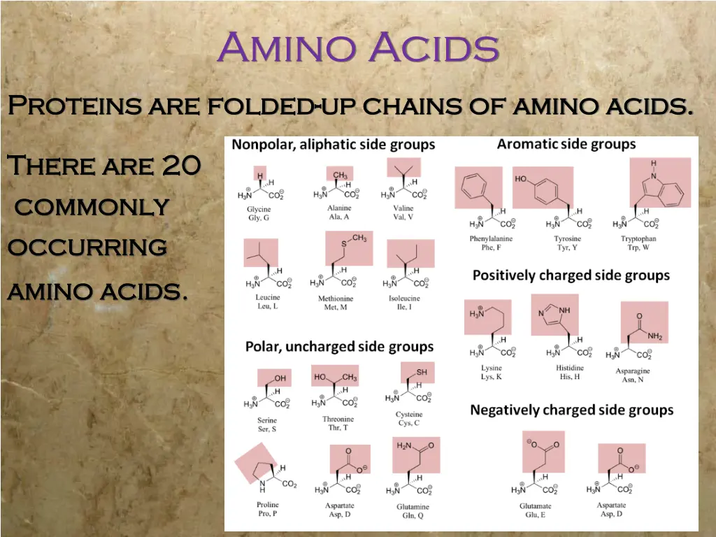 amino acids