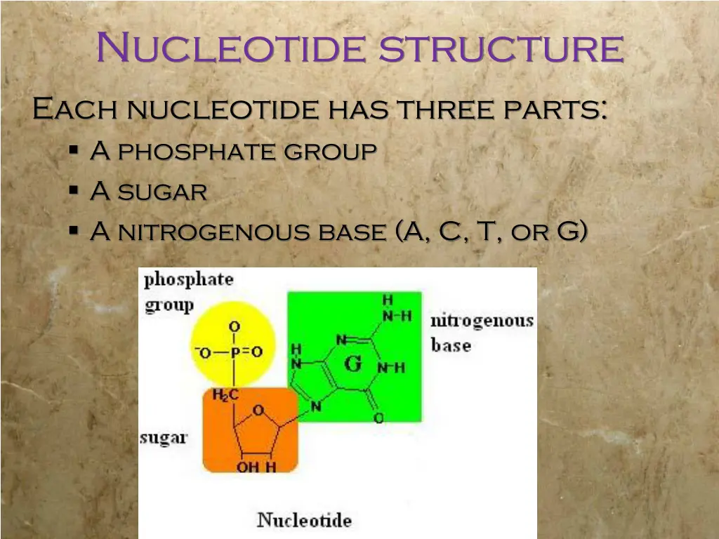 nucleotide structure