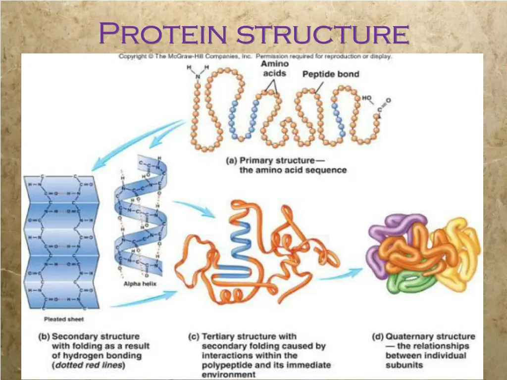 protein structure