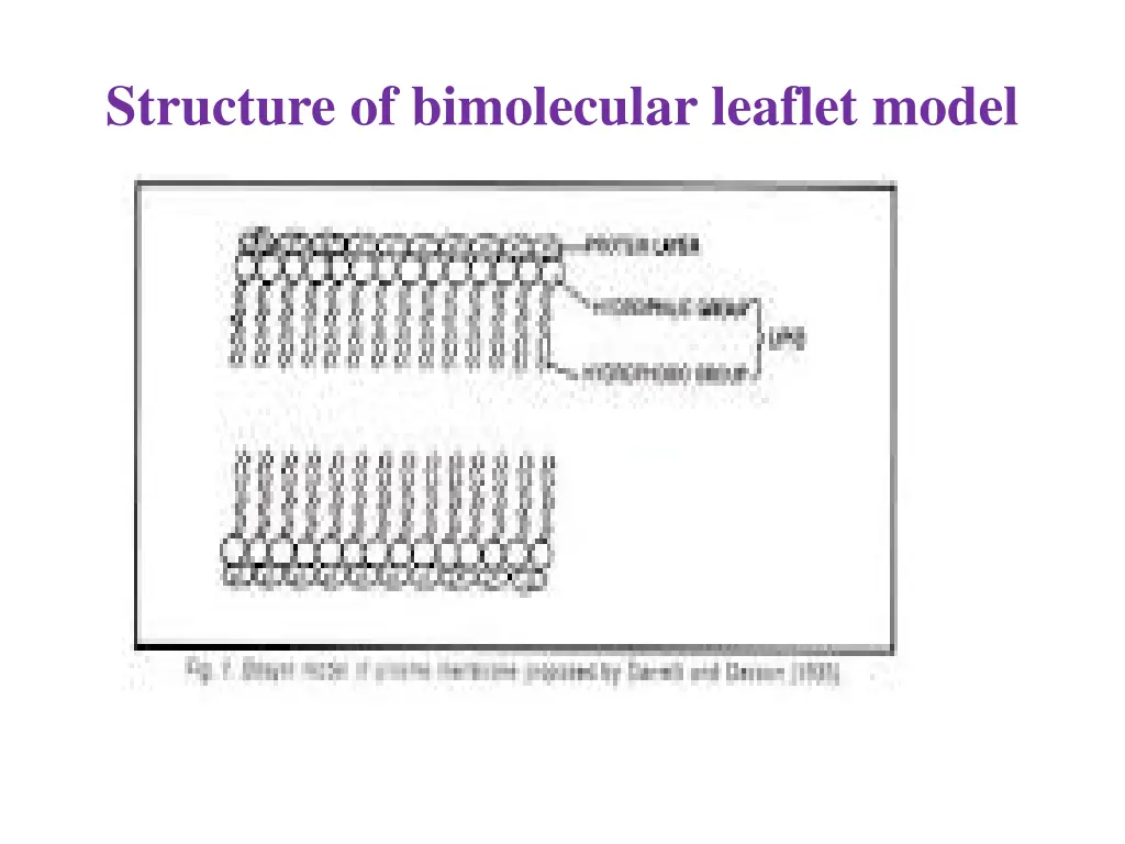 structure of bimolecular leaflet model