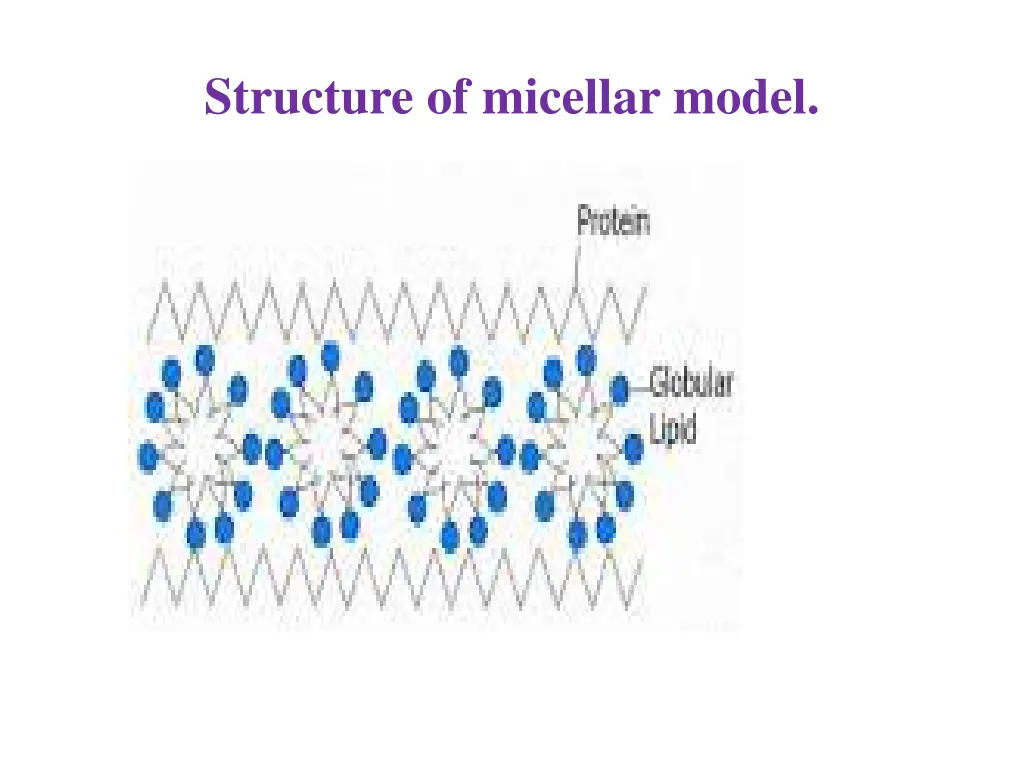 structure of micellar model