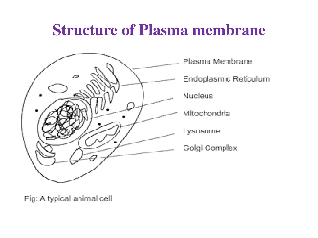 structure of plasma membrane