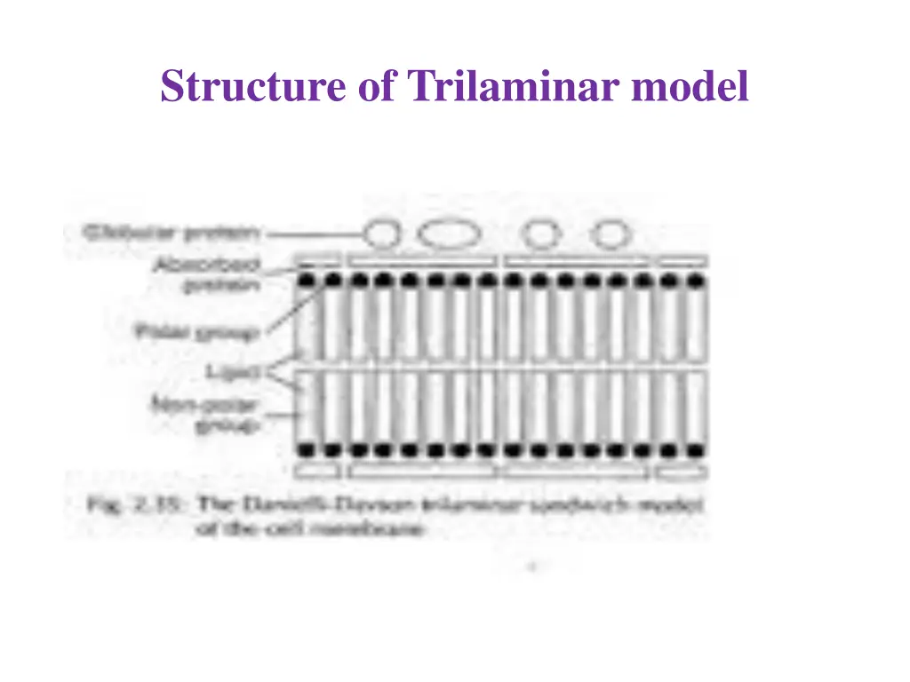 structure of trilaminar model