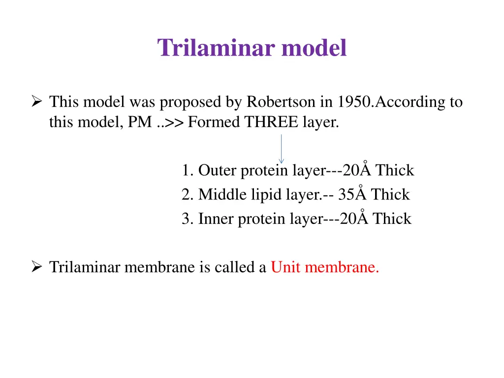 trilaminar model