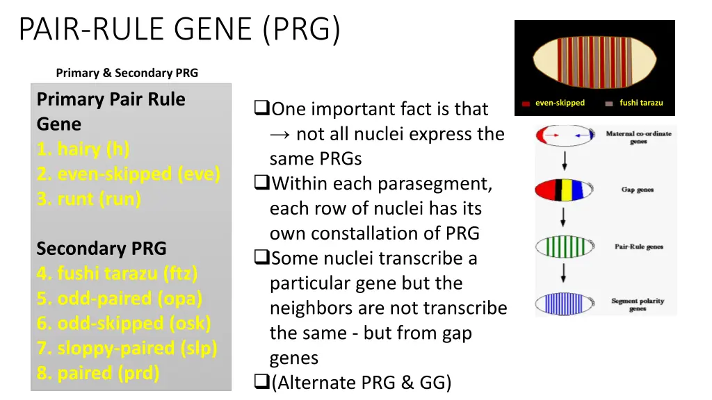 pair rule gene prg 1