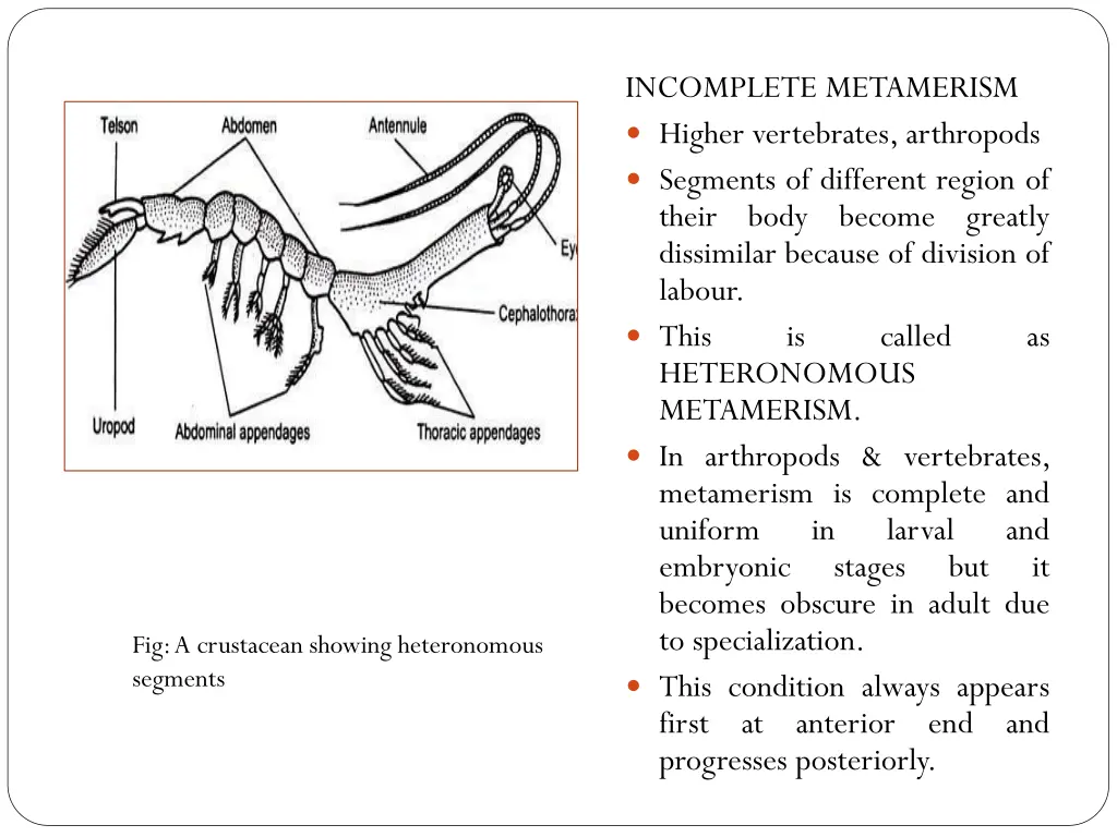 incomplete metamerism higher vertebrates