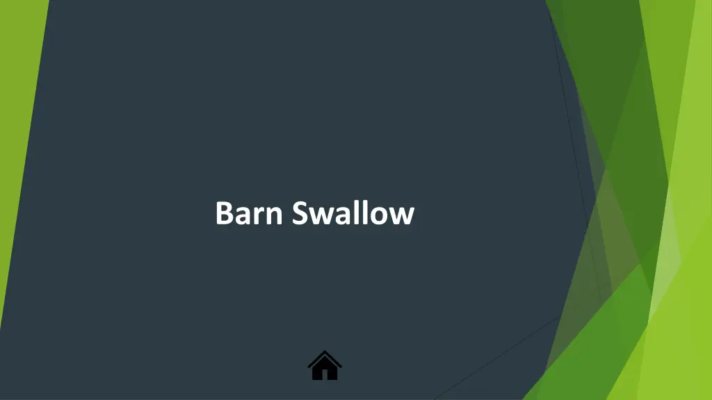 barn swallow
