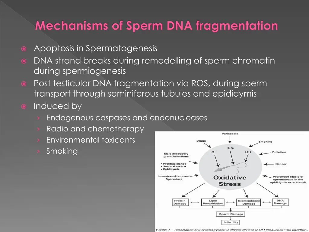 mechanisms of sperm dna fragmentation