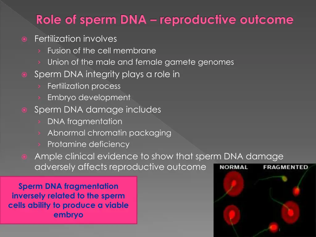 role of sperm dna reproductive outcome