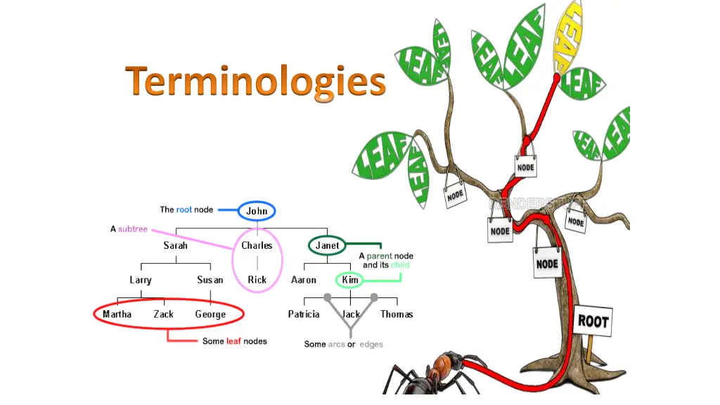 terminologies