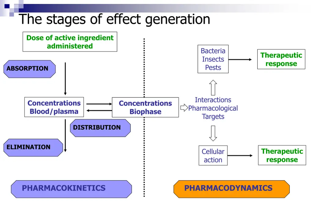 the stages of effect generation