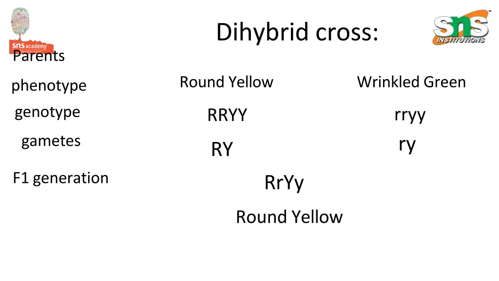 dihybrid cross