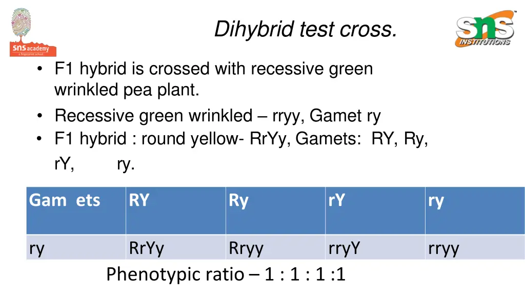 dihybrid test cross