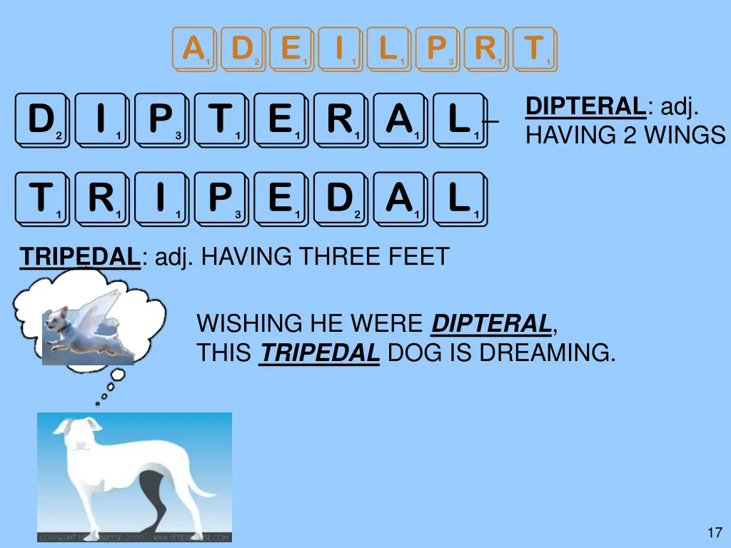 adeilprt dipteral tripedal