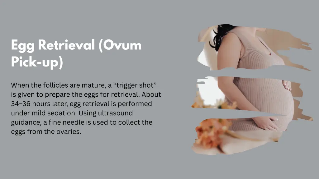 egg retrieval ovum pick up