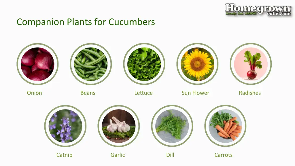 companion plants for cucumbers