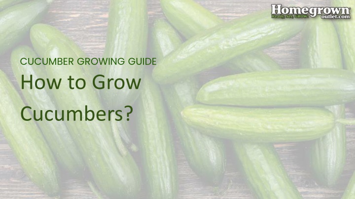 cucumber growing guide