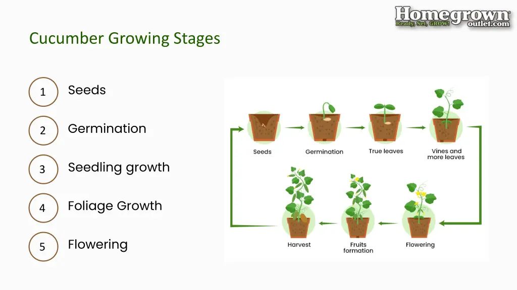 cucumber growing stages