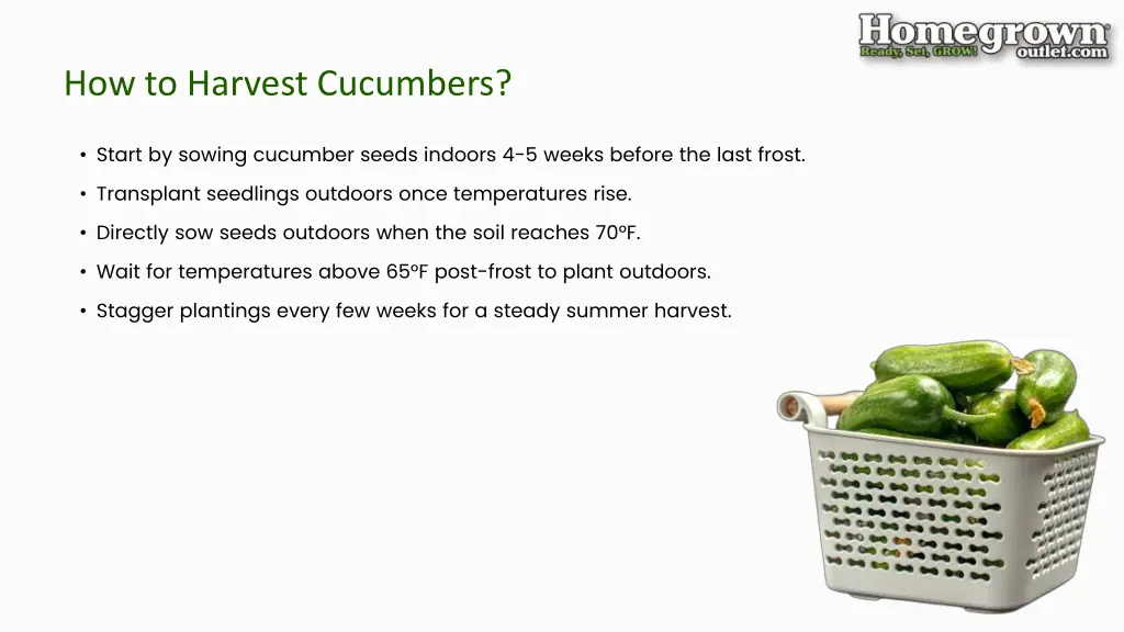 how to harvest cucumbers