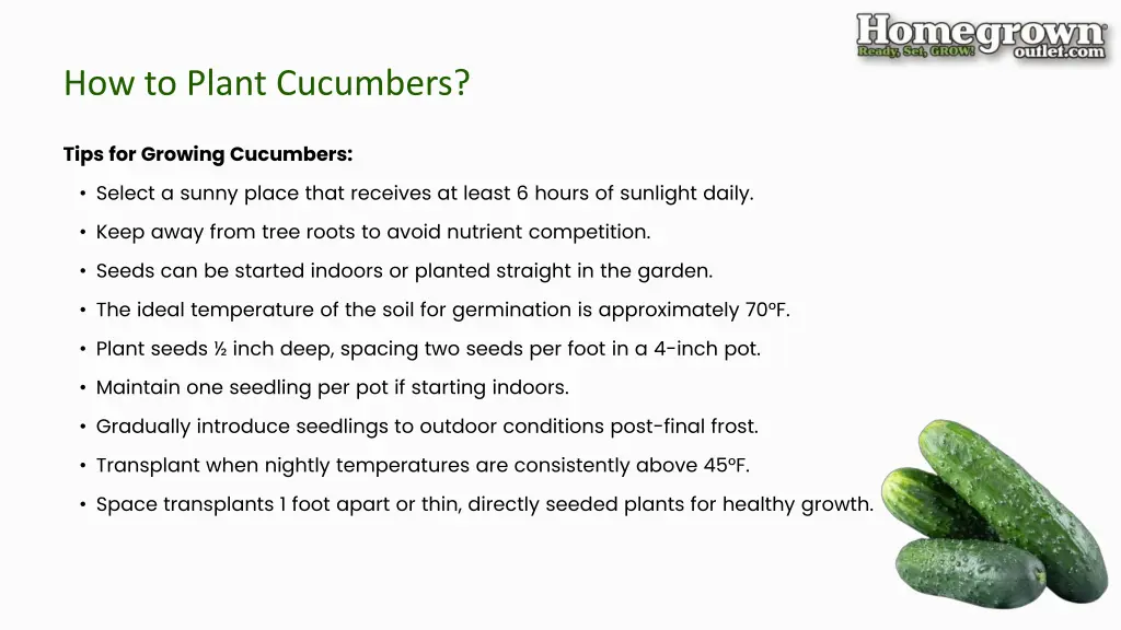 how to plant cucumbers