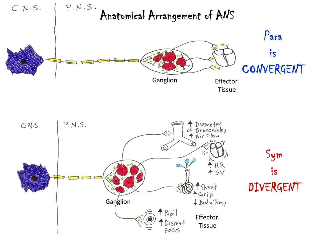 anatomical arrangement of ans anatomical