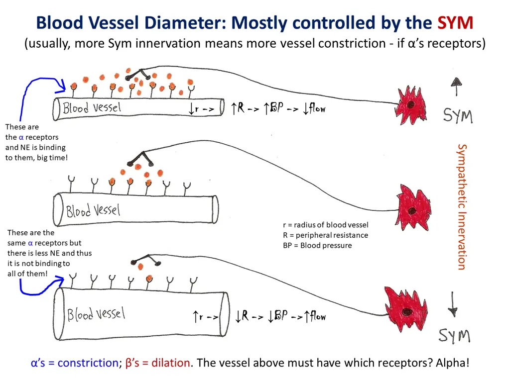 blood vessel diameter mostly controlled
