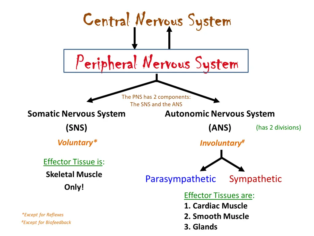 central nervous system central nervous system