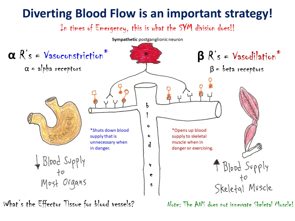 diverting blood flow is an important strategy