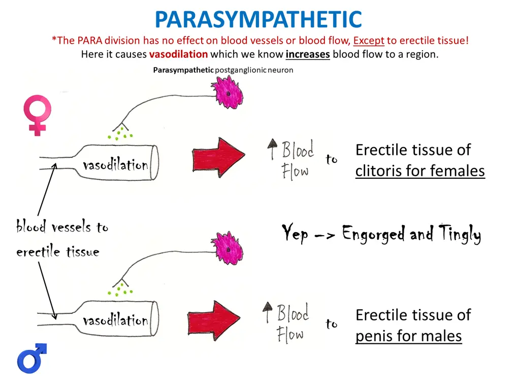 parasympathetic the para division has no effect