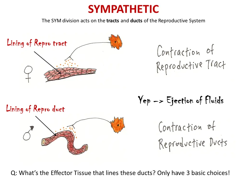 sympathetic