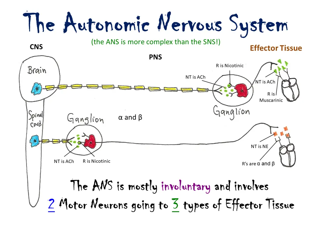 the autonomic nervous system the autonomic