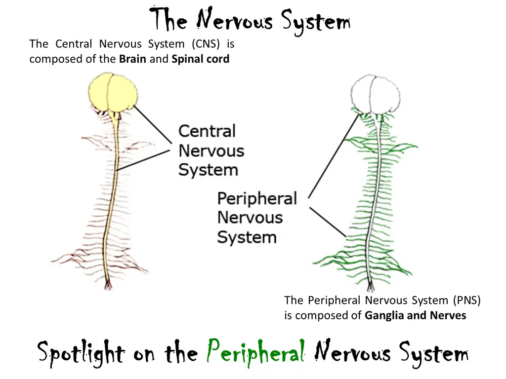 the nervous system the nervous system