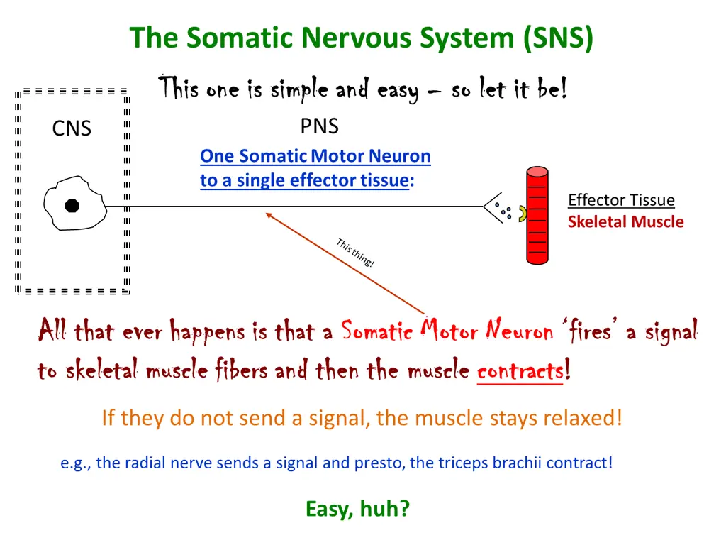 the somatic nervous system sns this one is simple