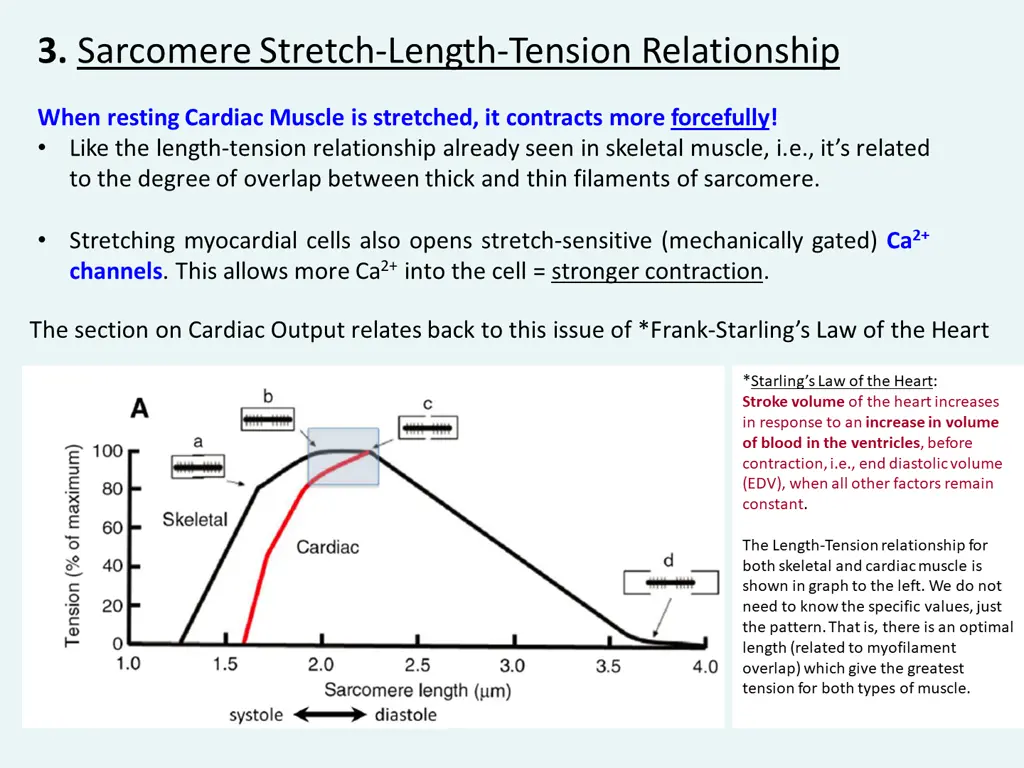 3 sarcomere stretch length tension relationship
