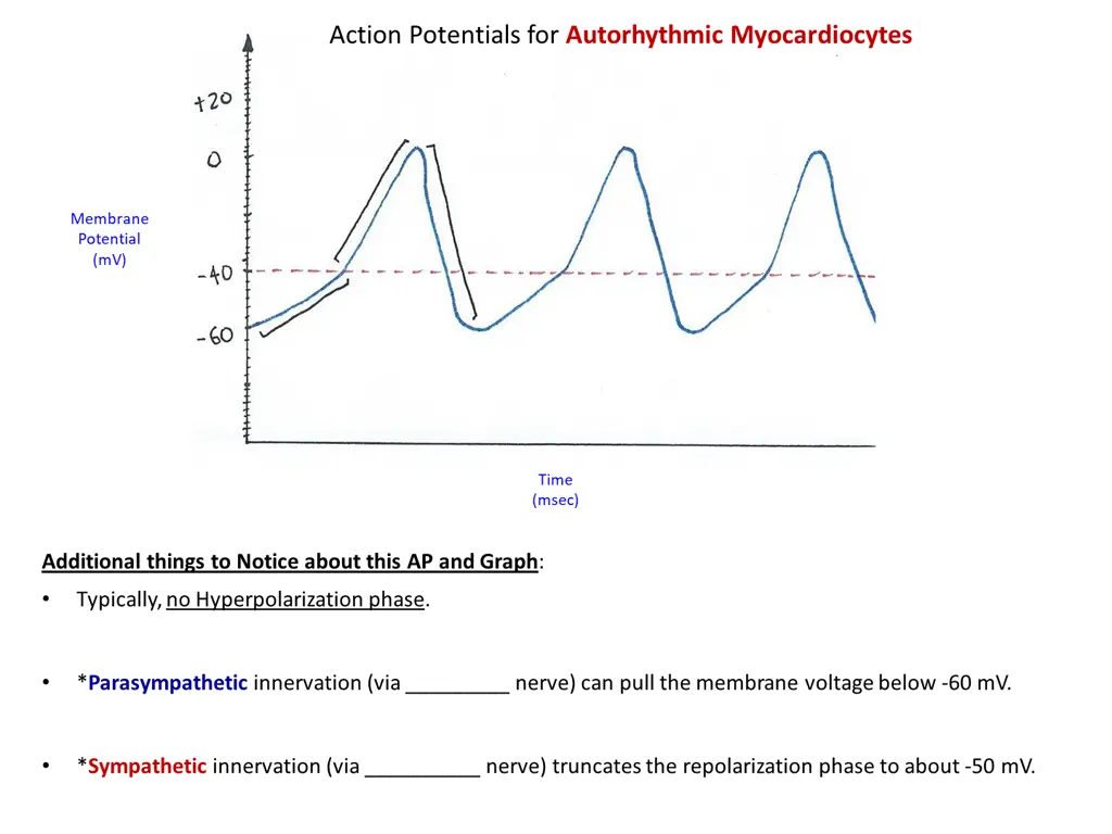 action potentials for autorhythmic myocardiocytes