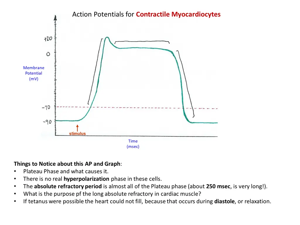 action potentials for contractile myocardiocytes