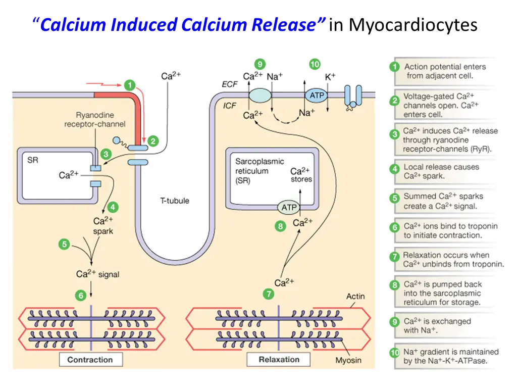 calcium induced calcium release in myocardiocytes