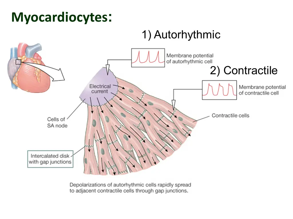 myocardiocytes
