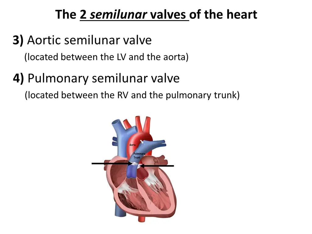 the 2 semilunar valves of the heart