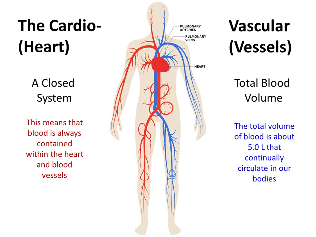 the cardio heart