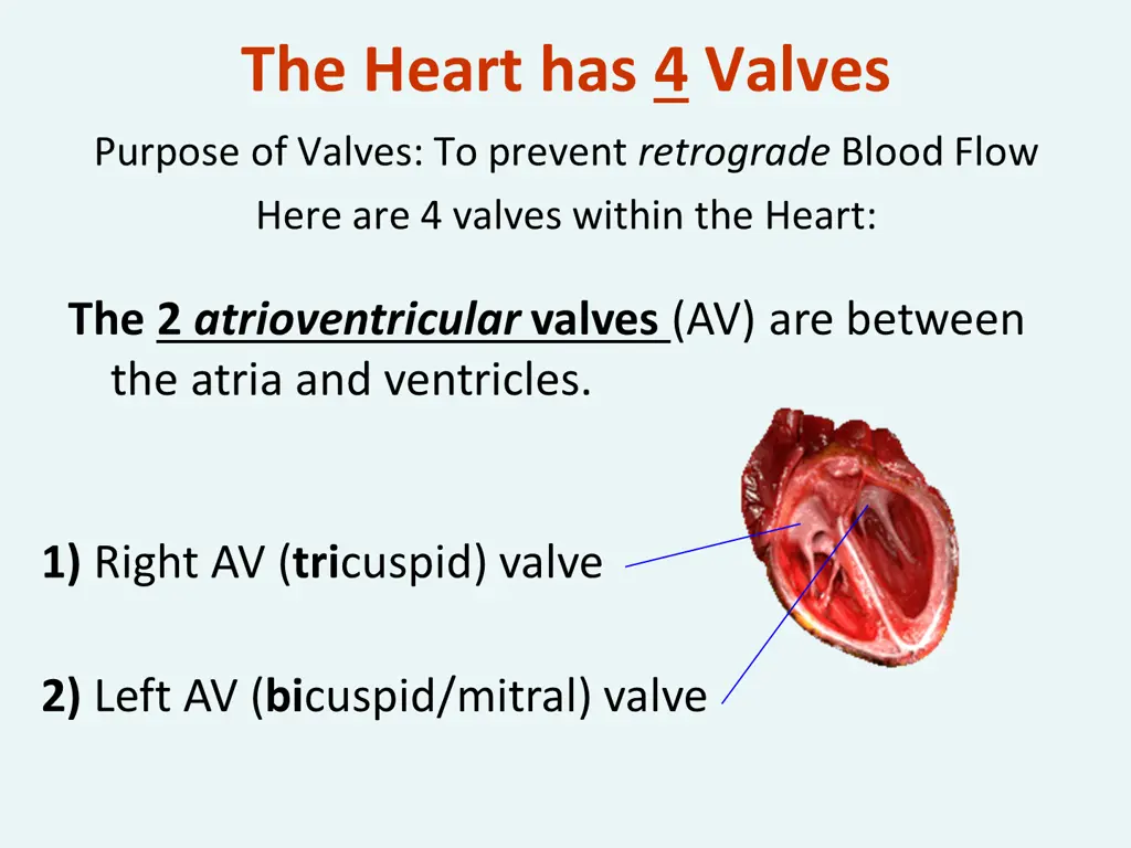 the heart has 4 valves