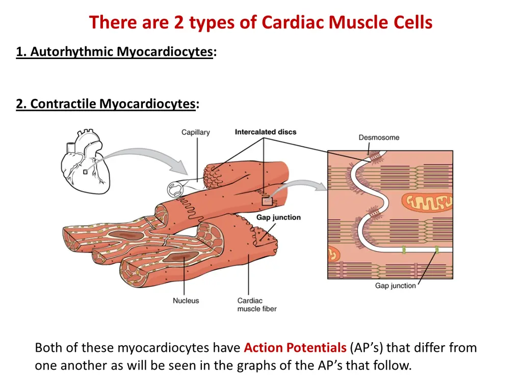 there are 2 types of cardiac muscle cells