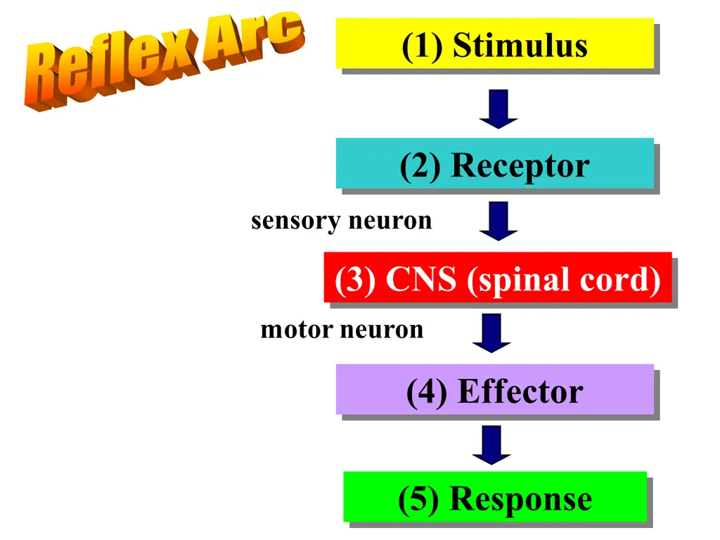 1 stimulus