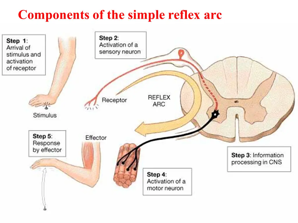 components of the simple reflex arc