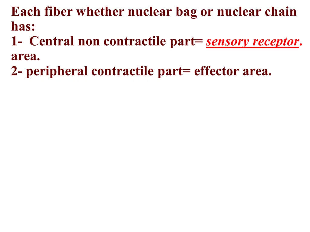 each fiber whether nuclear bag or nuclear chain